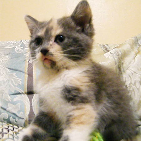 Name: kitten.png
Views: 343
Size: 347.3 KB