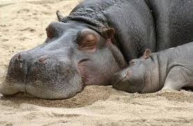 Name:  hippo2.jpg
Views: 140
Size:  9.8 KB