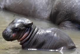 Name:  hippo 3.jpg
Views: 136
Size:  7.0 KB