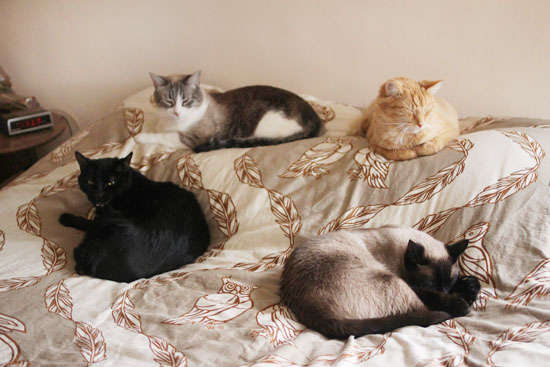 Name:  Occupy the bed..jpg
Views: 173
Size:  35.2 KB