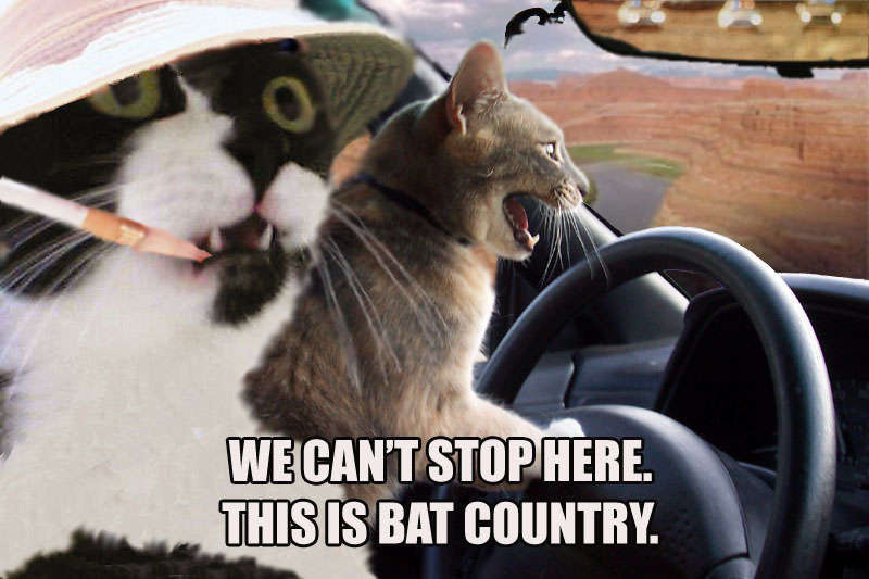 Name:  cats_bat_country.jpg
Views: 99
Size:  69.8 KB