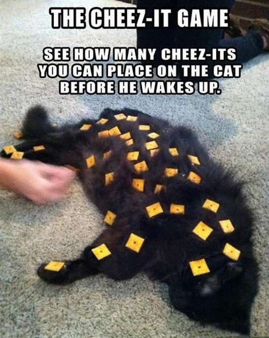 Name:  4-20-13-hilarious-caturday-funny-cat-photos2.jpg
Views: 216
Size:  51.7 KB
