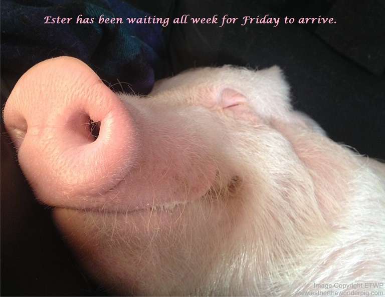 Name:  Ester the Wonder Pig.jpg
Views: 380
Size:  39.4 KB