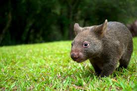 Name:  wombat.jpg
Views: 166
Size:  10.1 KB