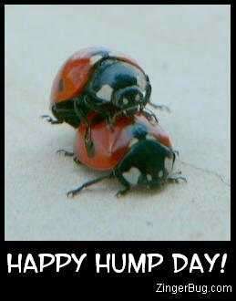 Name:  happy_hump_day_lady_bugs.JPG
Views: 214
Size:  16.2 KB