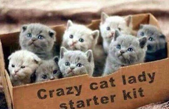 Name:  funny-cat-kitten-kit-box.jpg
Views: 144
Size:  37.3 KB