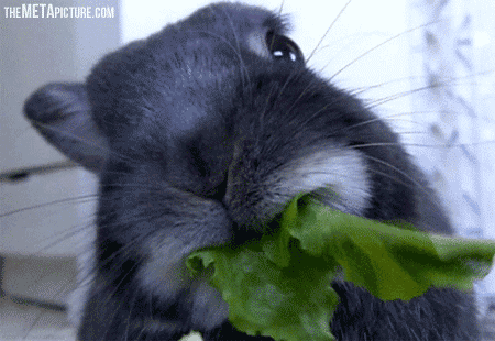 Name:  rabbit-eating-lettuce.gif
Views: 119
Size:  378.7 KB