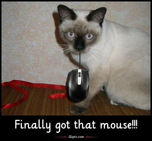 Name:  mouse.jpg
Views: 198
Size:  35.6 KB