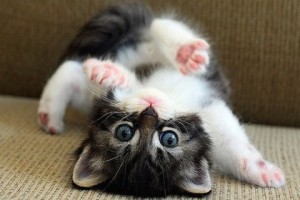 Name:  cute-cats-photo-2-300x200.jpg
Views: 1546
Size:  17.1 KB