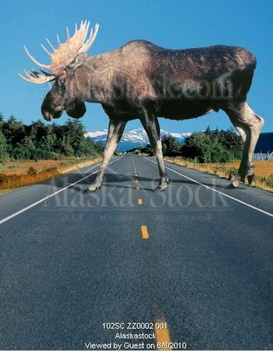 Name:  Big Moose.jpg
Views: 29308
Size:  36.5 KB
