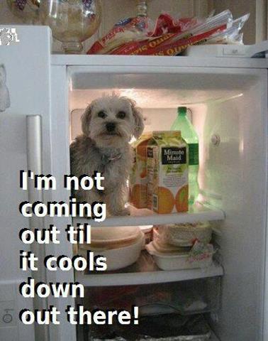 Name:  cool-dog.jpg
Views: 175
Size:  31.4 KB
