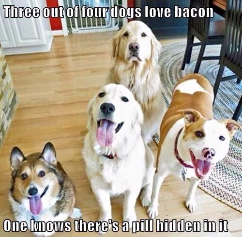 Name:  dogs love bacon..jpg
Views: 260
Size:  48.5 KB