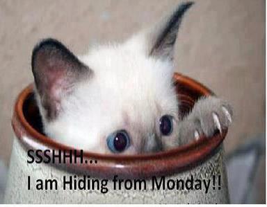 Name:  hiding from Monday.jpg
Views: 102
Size:  16.8 KB