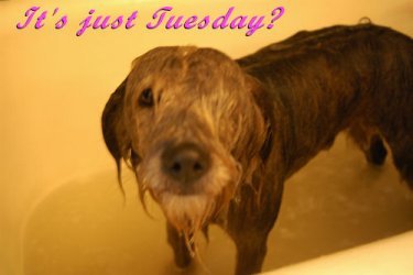Name:  wet_dog_say_its_just_tuesday_3352227555.jpg
Views: 114
Size:  15.5 KB