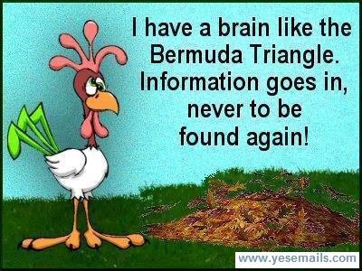 Name:  Bermuda-Brain.jpg
Views: 362
Size:  44.6 KB