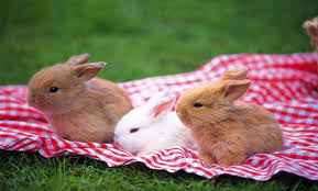 Name:  3 rabbits.jpeg
Views: 198
Size:  12.1 KB