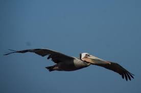 Name:  pelicans riding air currents.jpeg
Views: 134
Size:  2.7 KB