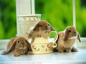 Name:  3 rabbits 13.jpeg
Views: 114
Size:  10.0 KB