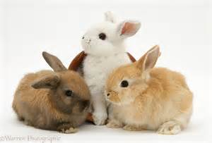 Name:  3 rabbits 5.jpeg
Views: 99
Size:  6.6 KB