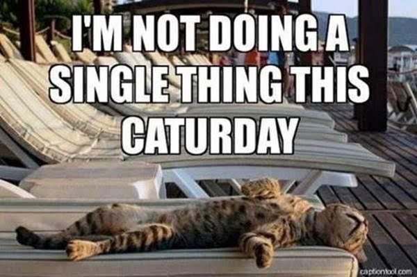 Name:  Caturday.jpg
Views: 152
Size:  44.1 KB