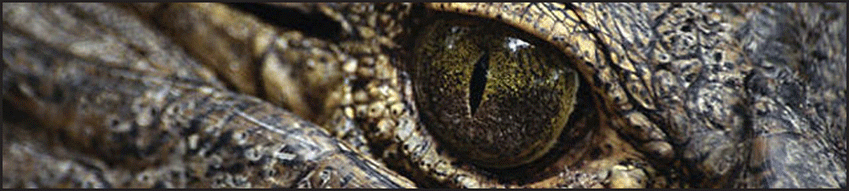 Name:  alligator eye.gif
Views: 90
Size:  145.9 KB