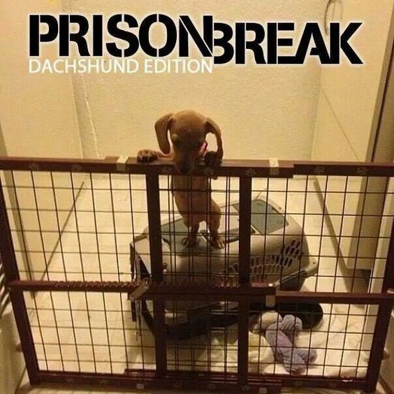 Name:  prison break.jpg
Views: 63
Size:  62.2 KB