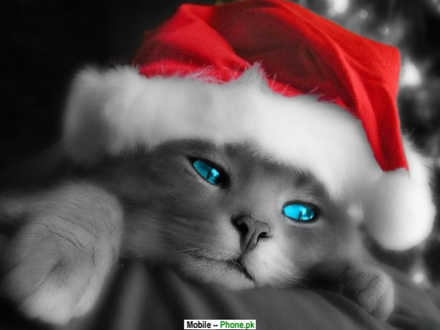 Name:  cute_christmas_cat_t_mobile_mobile_wallpaper.jpg
Views: 85
Size:  31.5 KB