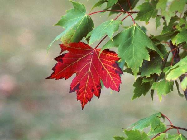 Name:  red-maple-tree.jpg
Views: 279
Size:  26.6 KB