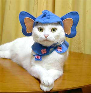 Name:  halloween-cat-costume6.jpg
Views: 456
Size:  13.9 KB