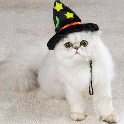 Name:  halloween-cat-costume8-400x400.jpg
Views: 434
Size:  14.7 KB