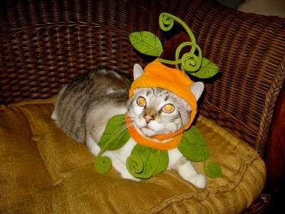 Name:  halloween-cat-costume15-400x301.jpg
Views: 389
Size:  19.4 KB