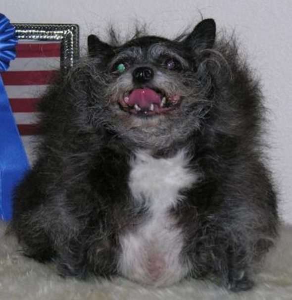 Name:  ugliest-dog-in-the-world-09.jpg
Views: 703
Size:  29.9 KB