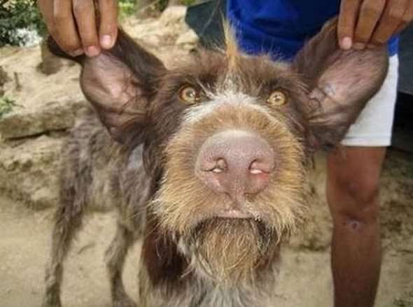 Name:  ugliest-dog-in-the-world-10.jpg
Views: 1394
Size:  27.7 KB