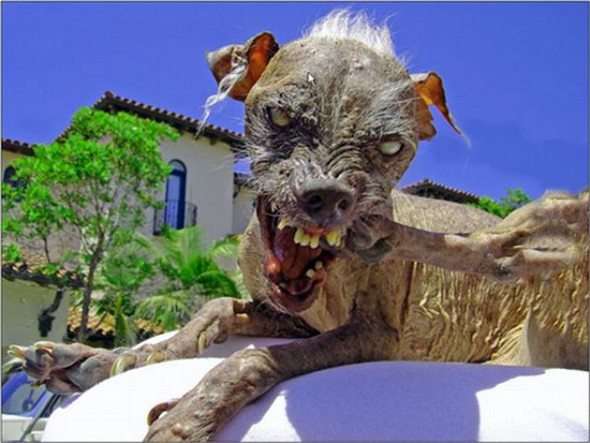 Name:  ugliest-dog-in-the-world-16.jpg
Views: 604
Size:  32.5 KB