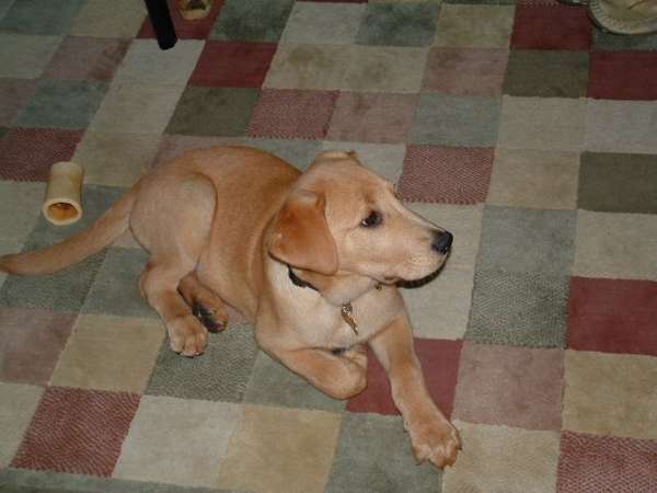 Name:  new family member.jpg
Views: 80
Size:  23.0 KB