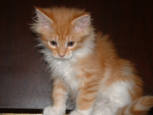 Name:  220px-Cat-MaineCoon-Cookie.png
Views: 147
Size:  57.4 KB
