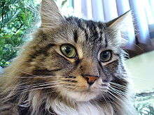 Name:  220px-Maine_Coon_2.jpg
Views: 148
Size:  10.1 KB
