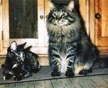 Name:  220px-Maine_Coon_cat.jpg
Views: 139
Size:  8.7 KB