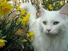 Name:  220px-Stunning_White_Maine_Coon.jpg
Views: 156
Size:  8.1 KB
