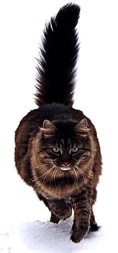 Name:  235px-Maine_Coon_cat_by_Tomitheos.jpg
Views: 150
Size:  13.5 KB