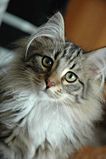 Name:  106px-Norwegian_Forest_Cat_Portrait.jpg
Views: 143
Size:  4.5 KB
