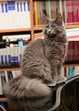Name:  115px-Grey_Norwegian_Forest_Cat.jpg
Views: 151
Size:  6.0 KB