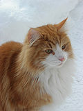 Name:  120px-Norwegian_Forest_Cat_in_snow_(closeup).jpg
Views: 181
Size:  4.7 KB