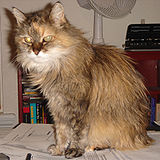 Name:  160px-CalicoNorwegainForestCat-us-2009.jpg
Views: 140
Size:  9.3 KB