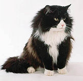 Name:  163px-Black_and_white_Norwegian_Forest_Cat.jpg
Views: 162
Size:  5.9 KB