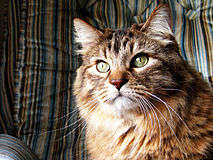 Name:  213px-Norwegian_Forest_Cat_Butters.jpg
Views: 155
Size:  14.6 KB