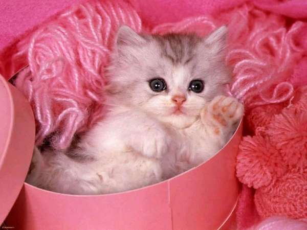 Name:  Valentine Kitty.jpg
Views: 637
Size:  27.4 KB