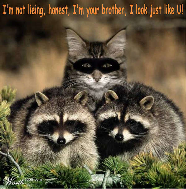 Name:  cat-raccoon-funny-animal-humor-19964090-835-848.jpg
Views: 160
Size:  59.8 KB