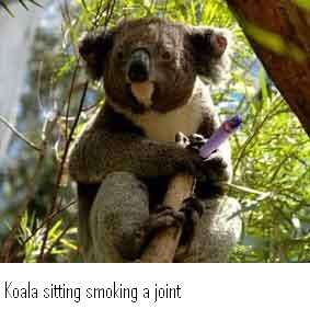 Name:  koala.JPG
Views: 265
Size:  11.7 KB