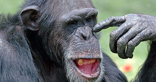 Name:  chimp.jpg
Views: 89
Size:  33.6 KB